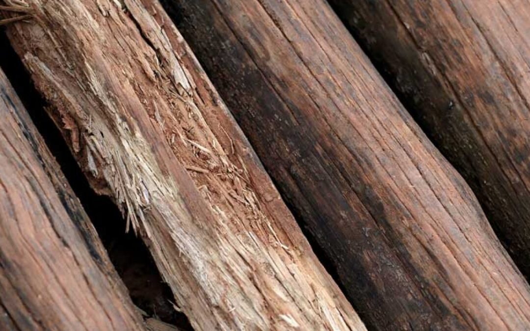 Características de la madera