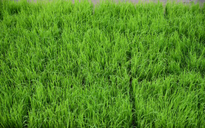 Instalaci&oacute;n de c&eacute;sped artificial